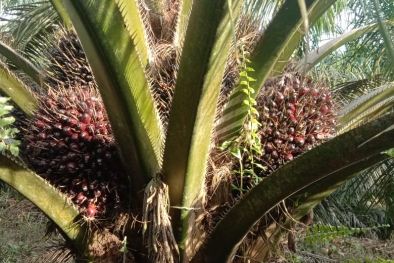 Selain Buah Sawit, Harga CPO Juga Naik di Riau