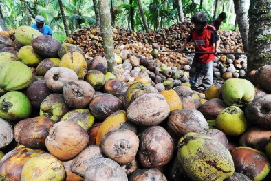 Harga Kelapa dan Sagu di Riau Stabil