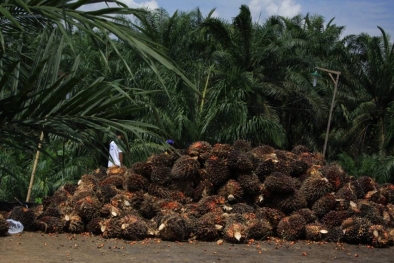 Harga TBS Petani Swadaya Rata-rata Naik, ini Daftarnya