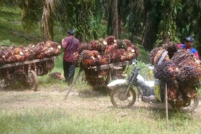 Sempat Turun, Harga TBS di Sumut Naik Lagi