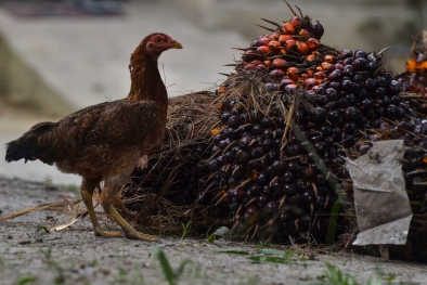 Harga Buah Sawit di Sumsel Turun Dikit, Ini Rinciannya