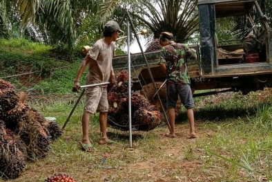 Harga TBS di Jambi Naik Tipis