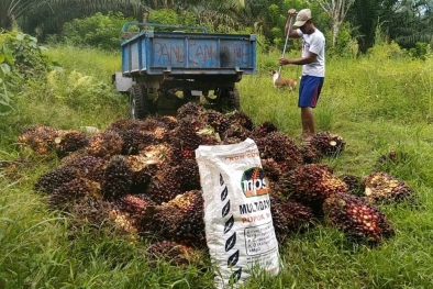 Harga Sawit Naik, Tapi Pupuk tak Mau Ketinggalan