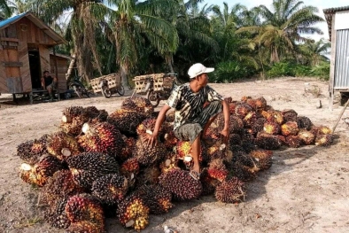 Bentuk Korporasi, Pekebun dan Perusahaan tak Perlu Dijodohkan