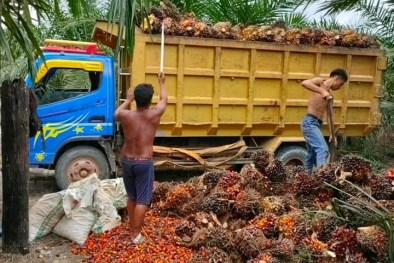 Ada Sawit, Roda Ekonomi Terus Berputar