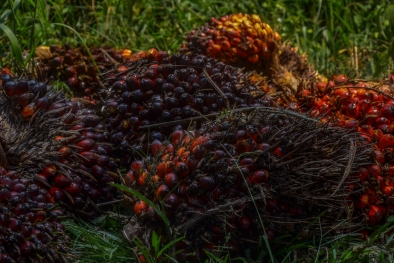 Harga Sawit di Riau Turun, Tapi Tenang Saja, Sedikit Kok