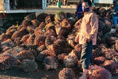 Kualitas TBS di Bawah Standar, Petani Masih Perlu Belajar