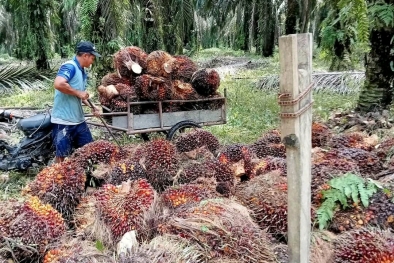 Gapki pangkas proyeksi produksi CPO 2021, Begini Tanggapan PBS