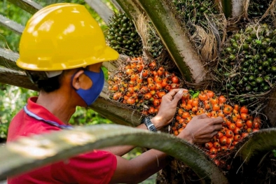 Perusahaan ini Dampingi Pekebun Sawit Raih Sertifikasi RSPO