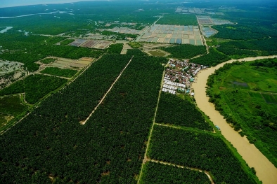 Pemerintah Didesak Usut Alih Fungsi Lahan Bakau Jadi Kebun Sawit