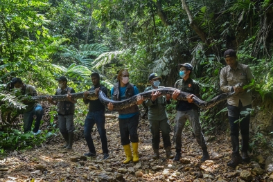 Ular Sanca Batik di Riau Usia 30 Tahun, Beratnya 120 Kg