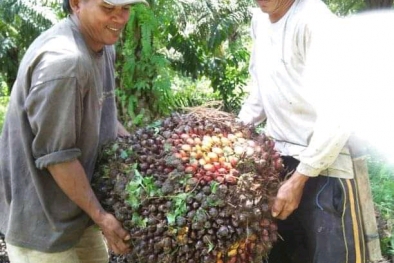 Tangkai Buah, Momok yang Diabaikan Petani Sawit