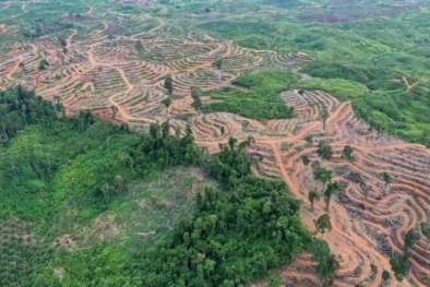 Persoalan Kawasan Hutan Jadi Ganjalan Sertifikasi ISPO