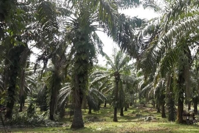 PT Padasa Digugat, Dugaan Perambahan Kawasan Hutan Jadi Sawit