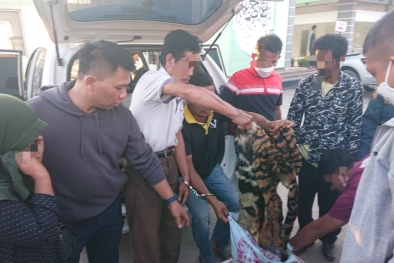 Begini Peran 4 Penjual Kulit Harimau Sumatera