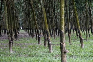 Harga Karet Turun di Sejumlah Wilayah Riau