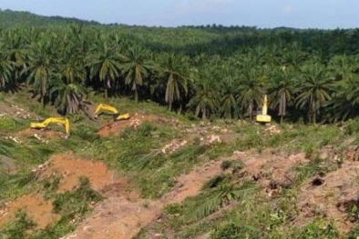 Saran Petani Sawit, Moratorium Cukup di Lahan Perbukitan