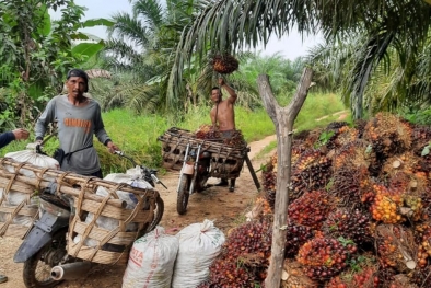 Petani ini Mengaku Dapat Banyak dari SAMADE