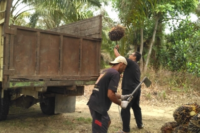 Koperasi Adalah Jembatan Petani Sawit dan Perusahaan