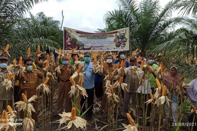 Tanam Jagung di Lorong Sawit, Hasilnya Memuaskan