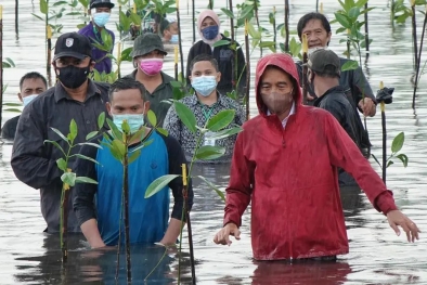 Hutan Mangrove Indonesia Melindungi Dampak Perubahan Iklim Dunia