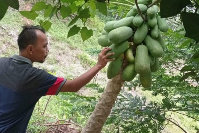 Petani Pepaya di Kuansing Raup Untung Rp6 juta Sepekan