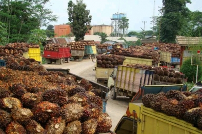 TBS Petani Dihargai Rp 600/kg, Pemda Berencana Bangun PKS