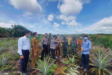 Petani Sawit Diajak Tanam Nenas