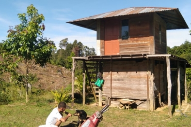 Sandingkan Jengkol dan Sawit, Lalu Menunggu Hujan Duit