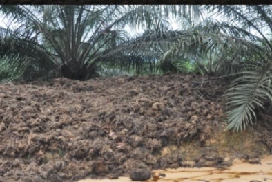 Tak Pernah Dihitung, Tankos dan Abu Janjang Hak Petani