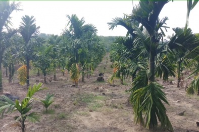 Penjelasan Harga Kopra, Sagu, Kelapa dan Pinang di Riau