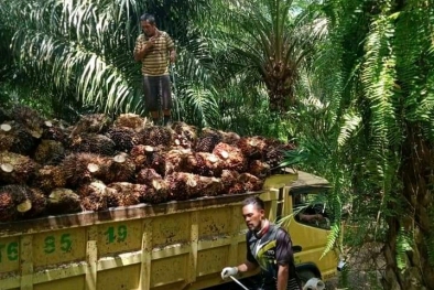 Harga TBS Naik, Petani Plasma dan Swadaya Sama-sama Sumringah