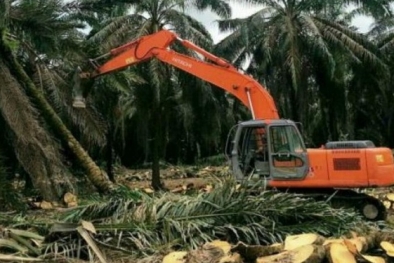 Kebun Dalam Kawasan Masih Jadi Kendala PSR di Riau