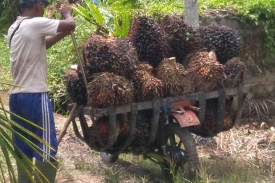 Sempat Melawan Arus, Harga TBS Jambi Kembali Naik