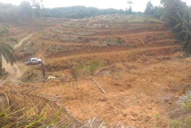 Harga Sawit Juga Penyebab Banyak Petani Tunda Replanting