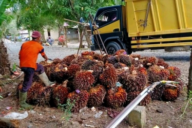 Beda Harga TBS Petani Plasma dan Swadaya Sangat Jomplang