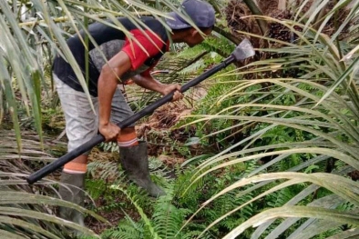 Waspada, China dan India Mulai Contek Sawit Indonesia