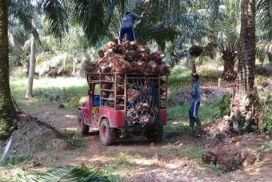 Harga Sawit Tembus Rekor, Petani Mau Tambah Kebun