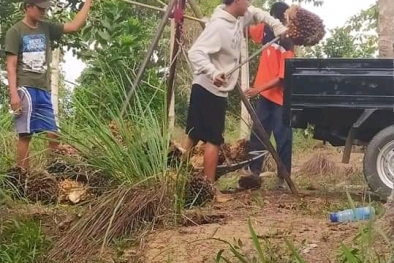 Petani Bilang Pupuk Bukan Naik, Tapi Ganti Harga