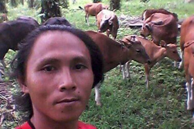 Dilepas di Kebun Sawit, Mengangon Sapi Jadi Irit