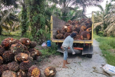 Anteng, Artinya Petani Sawit lagi Senang