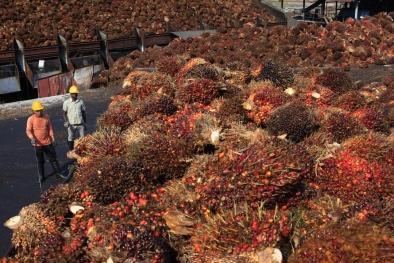 Upaya Menjadikan Tanjung Buton Terminal CPO Dimulai