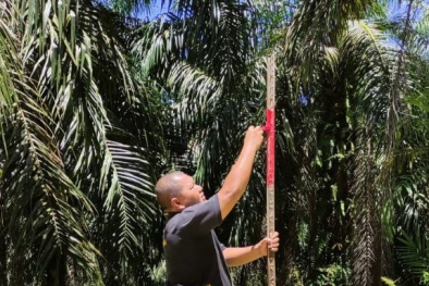 Geram Tak Ada Itikad Baik, Warga Patok Kebun Sawit PT AIP