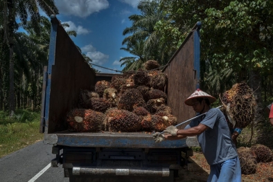 Meletus! Harga Sawit di Riau Tembus Rp 3.014