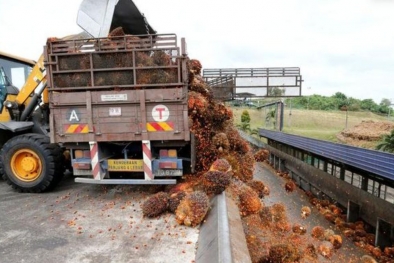 Harga Sawit di Puncak, Perusahaan Ini Mulai Was-was