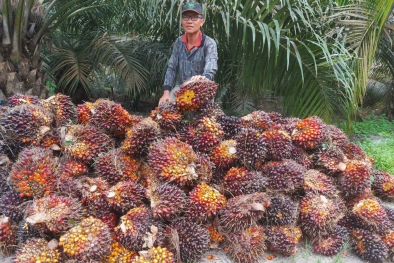 Petani Ini Gemetar Disuruh Bicara Sawit ke Dubai