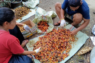 Puluhan Kelompok Sawit Negeri Seribu Parit Diuji Rendemen