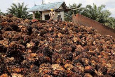 Kado HUT ke-22 Siak Bagi Petani, Harga Sawit Rp3 Ribuan