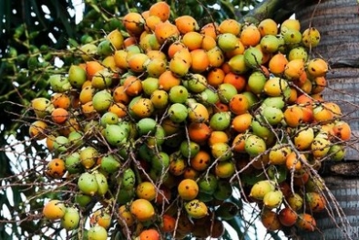 Ini Rincian Harga Kelapa, Pinang, Kopra dan Sagu di Riau