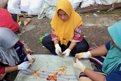 Petani Inhil Dapat Duit Dari Proses Uji Rendemen